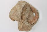 Mosasaur Quadrate (Jaw Bone) - Smoky Hill Chalk #197841-1
